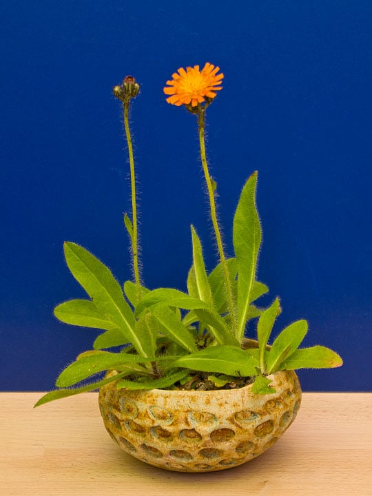 Hieracium Kusamono in einer Keramikschale