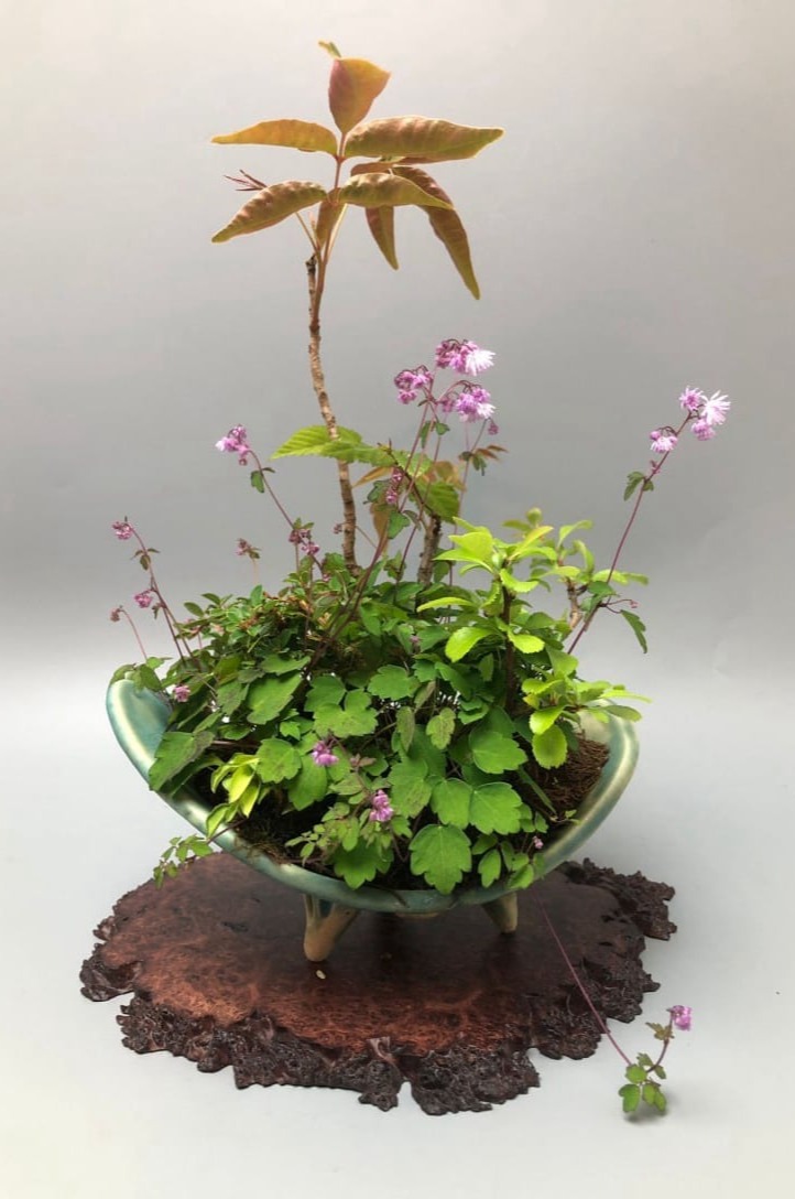 Kusamono von Thomas Schroeder in einem Kusa-Pot für die Kusamono-Challenge 2024