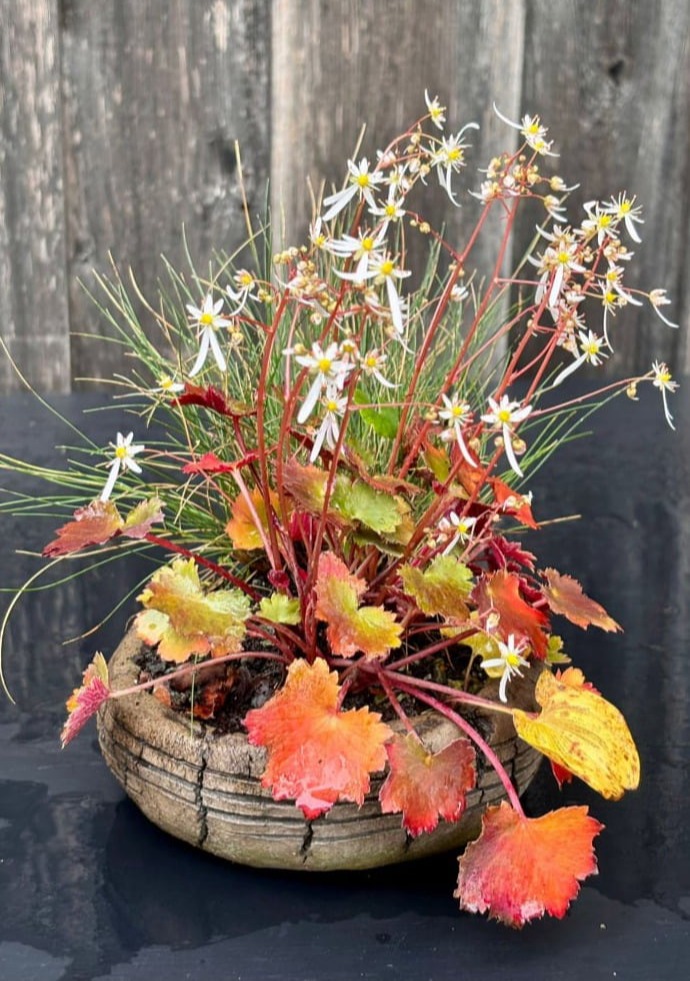 Kusamono von Hermann Wollenhaupt in einem unglasierten Kusa-Pot aus lehmfarbenen Steinzeugton  